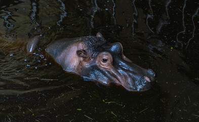 Hippopotamus