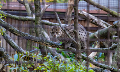 Fishing Cat