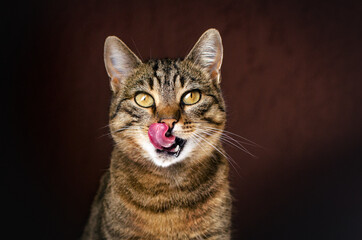 
domestic cat funny portrait in studio cat licks its lips
