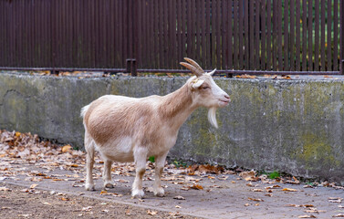 Domestic Goat