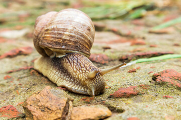 Small garden snail in shell crawling on wet road, slug hurry home. Snail slug consist of edible...