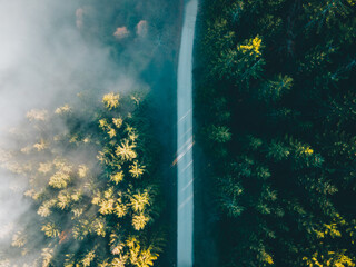 Road through forrest