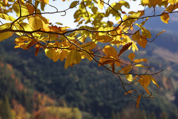 Obraz premium Beautiful tree with bright autumn leaves outdoors on sunny day, space for text