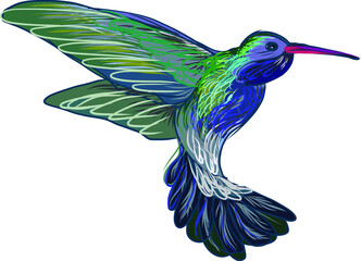 Hand drawn humming bird vector style