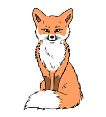 Fototapeta premium Illustration of a red fox sitting. Fluffy tail. Forest animal. Vector isolated illustration hand drawn