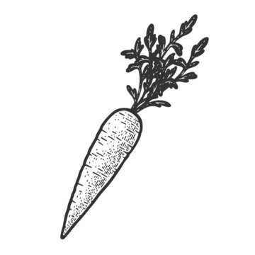 carrot plant sketch engraving vector illustration. T-shirt apparel print design. Scratch board imitation. Black and white hand drawn image.