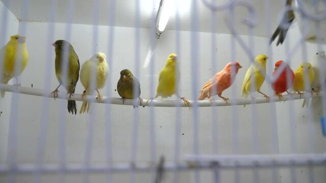 Four canary birds (Serinus canaria) sitting in a branch. High quality 4k footage