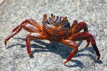 Red crab sitting on stone, sea crustacean