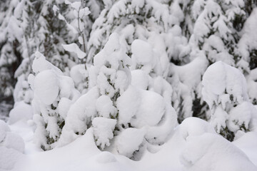  Snow-covered fir trees with large caps of snow.