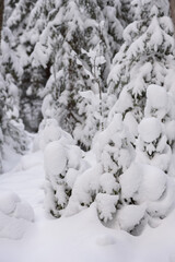  Snow-covered fir trees with large caps of snow.