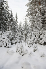  Snow-covered fir trees with large caps of snow.