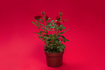 RRed roses in a pot on red background. Copy space.