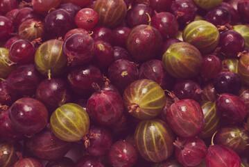 Gooseberry  as a background.