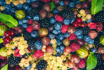 Fototapeta na wymiar Gooseberries, blueberries, mulberry, raspberries, white and red currants.