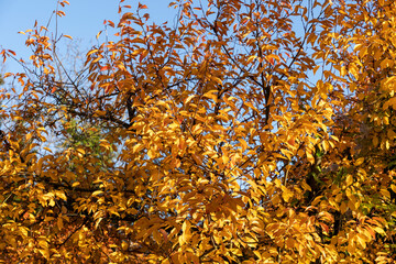 Feuillage d'amandier en automne