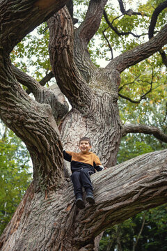 The Boy Sits On A Beautiful Large Tree. A Child Climbed A Tall Tree