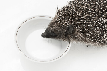 Hedgehog a prickly animal of wild nature drinks milk from a saucer on a white background