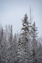 A snow-covered landscape of a winter forest