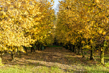 All&eacute;e d'amandiers en automne