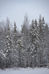 A snow-covered landscape of a winter forest