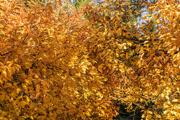 Feuillage d'amandier en automne