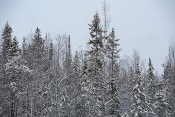 A snow-covered landscape of a winter forest