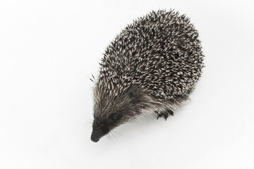 Hedgehog is a spiny animal of wild nature mammal on a white background