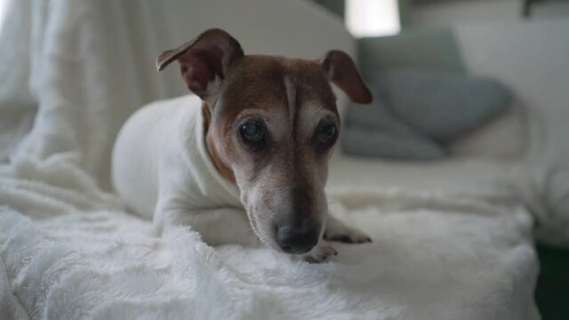 Little sick cute senior dog Jack Russell terrier lying on sofa in living room and looking with sadness. Animal care concept.