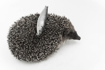 Hedgehog a spiny animal mammal of wild nature carries on the back of needles fish on a white background
