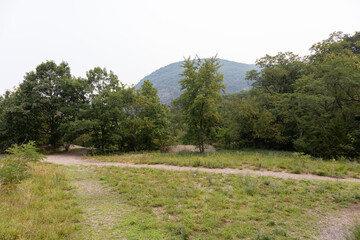 Empty Forest Hiking Trail at Little Stony Point in Cold Spring New York with Green Grass and Trees