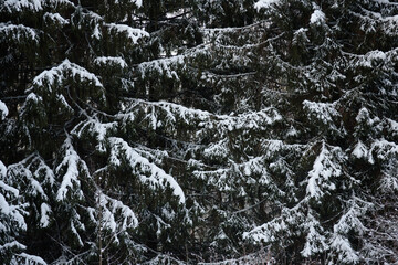 Snow covered dark forest.