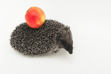 Hedgehog a spiny animal of wild nature mammal carries on its back with needles an apple on a white background