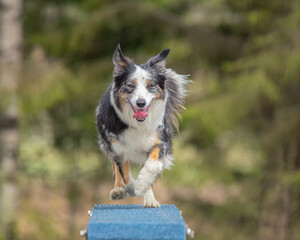 Border Collie is running on the boom on a dog agility course