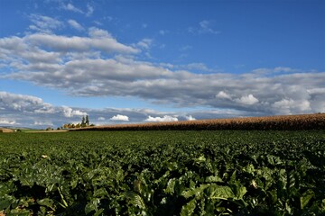 Fototapeta na wymiar Feld mit grünem Rübenfeld, reifes Maisfeld, Himmel und Wolken