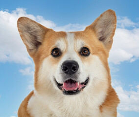 Pembroke Welsh Corgi