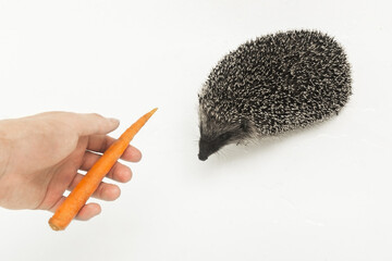 A man's hand extends a hedgehog to a prickly wild animal, a mammal of carrots on a white background