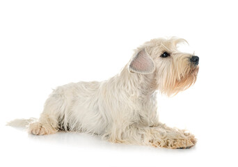 miniature white schnauzer in studio