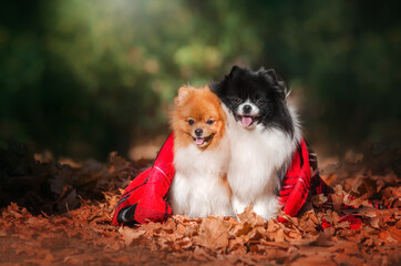 cute spitz dogs in autumn park
