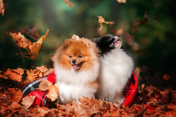 cute spitz dogs in autumn park
