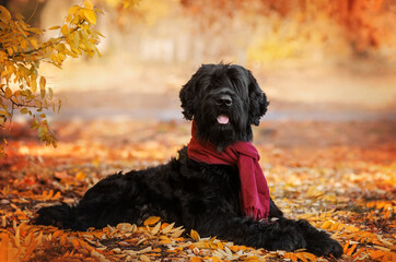 giant schnauzer dog lovely portrait in autumn park magic light cute pet
 - obrazy, fototapety, plakaty