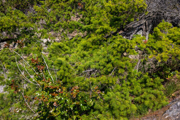 Pine needles in summer. Plants texture.