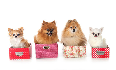 pomeranians and chihuahua in studio