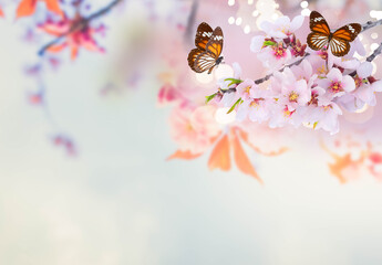almond tree bloom