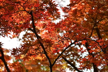 東山植物園　紅葉
