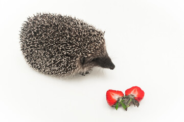 Hedgehog spiny animal of wild nature mammal with needles eats strawberry berries on a white background