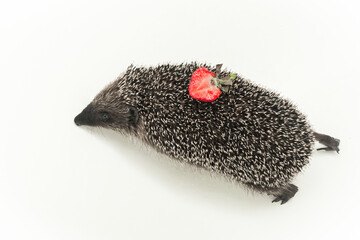 Hedgehog a prickly animal of wild nature mammal with needles carries strawberries on its back on a white background