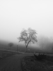 foggy