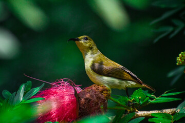 bird of paradise