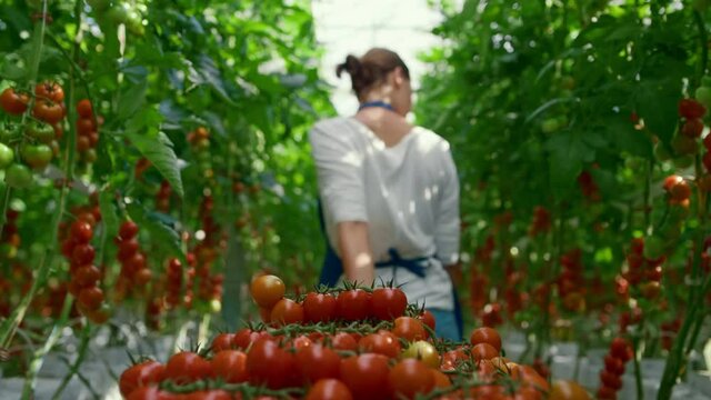 Cherry tomato harvest farmer collect at sunlight greenhouse. Cultivation concept
