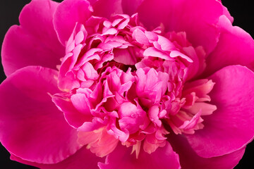 Pink peony closeup. Floral card design